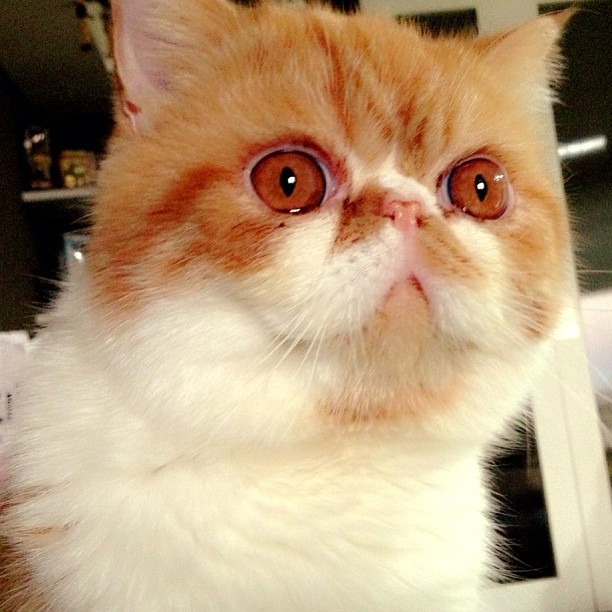  วันสบาย ๆ ของ ออย ธนา กับแก๊งแมวเหมียว น่ารักอ่ะ!