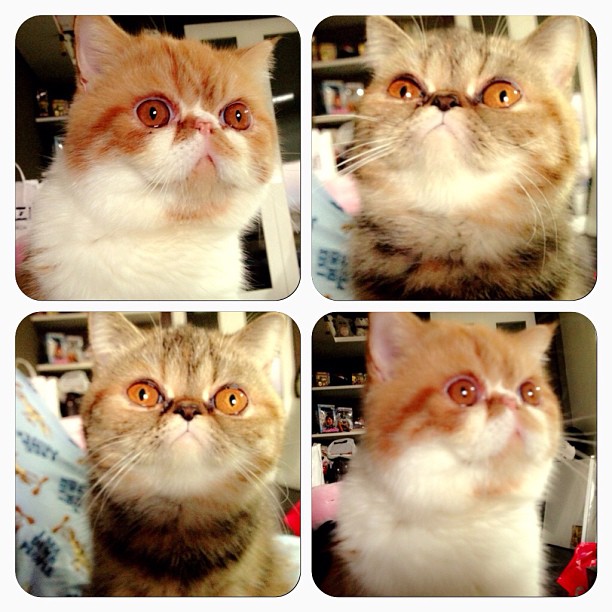  วันสบาย ๆ ของ ออย ธนา กับแก๊งแมวเหมียว น่ารักอ่ะ!