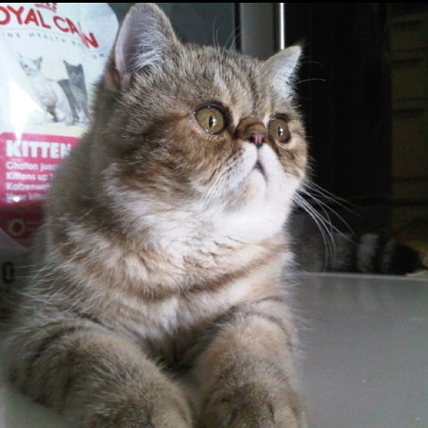  วันสบาย ๆ ของ ออย ธนา กับแก๊งแมวเหมียว น่ารักอ่ะ!