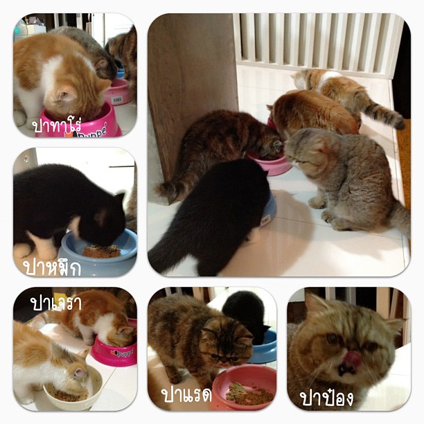  วันสบาย ๆ ของ ออย ธนา กับแก๊งแมวเหมียว น่ารักอ่ะ!