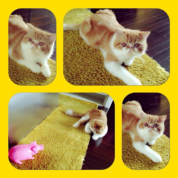  วันสบาย ๆ ของ ออย ธนา กับแก๊งแมวเหมียว น่ารักอ่ะ!