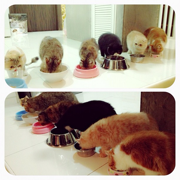  วันสบาย ๆ ของ ออย ธนา กับแก๊งแมวเหมียว น่ารักอ่ะ!