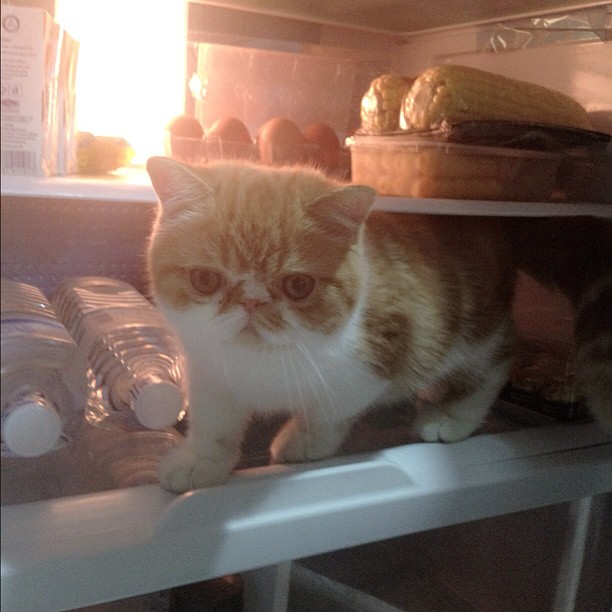  วันสบาย ๆ ของ ออย ธนา กับแก๊งแมวเหมียว น่ารักอ่ะ!