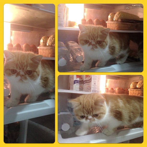  วันสบาย ๆ ของ ออย ธนา กับแก๊งแมวเหมียว น่ารักอ่ะ!