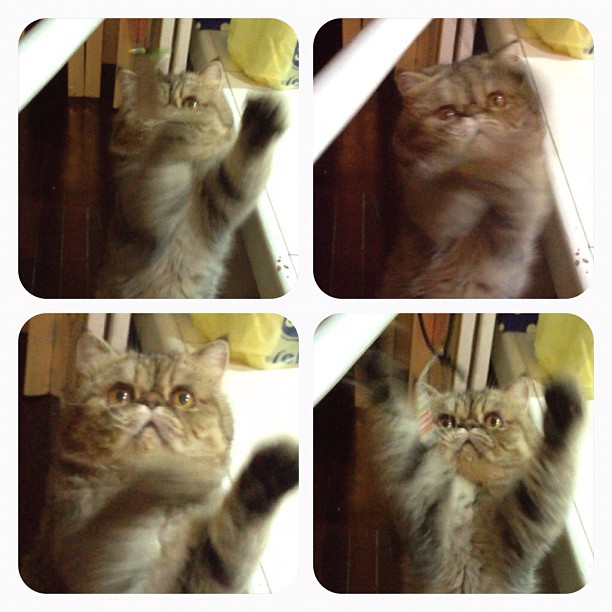  วันสบาย ๆ ของ ออย ธนา กับแก๊งแมวเหมียว น่ารักอ่ะ!