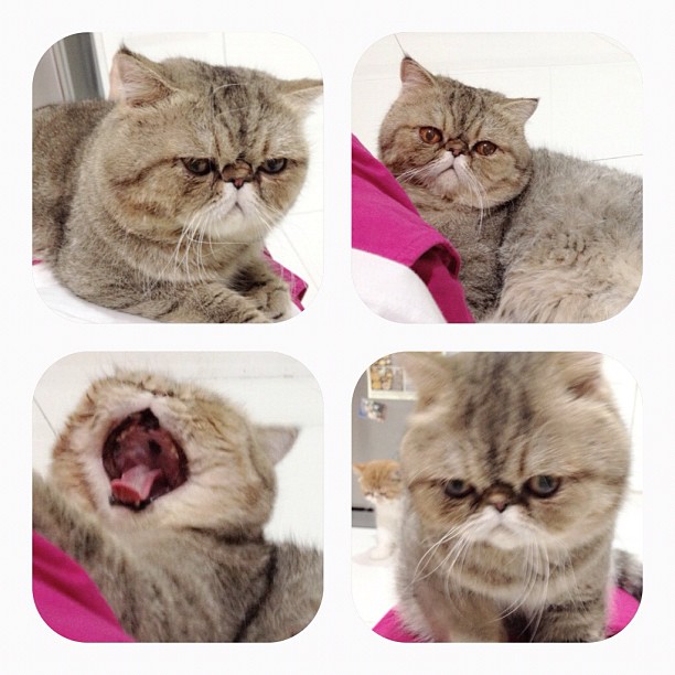  วันสบาย ๆ ของ ออย ธนา กับแก๊งแมวเหมียว น่ารักอ่ะ!