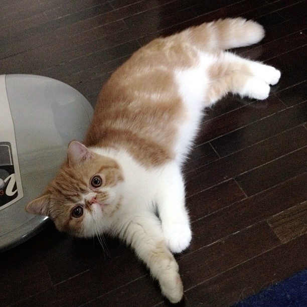  วันสบาย ๆ ของ ออย ธนา กับแก๊งแมวเหมียว น่ารักอ่ะ!