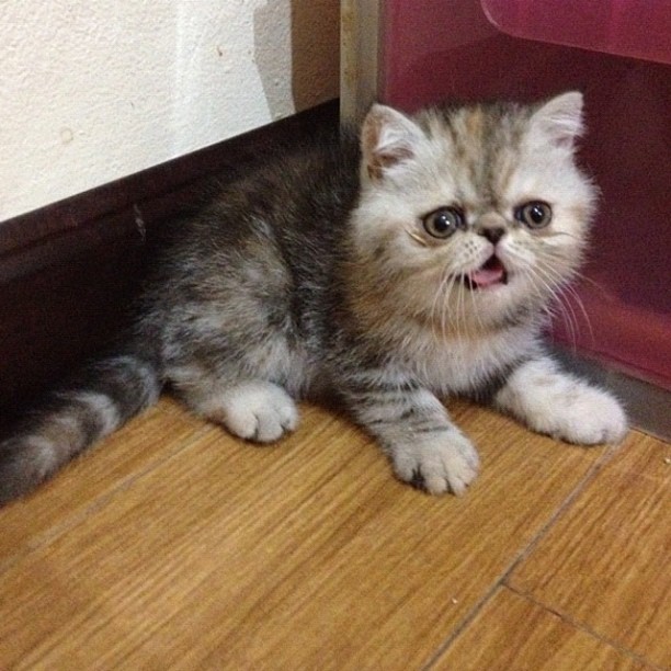  วันสบาย ๆ ของ ออย ธนา กับแก๊งแมวเหมียว น่ารักอ่ะ!