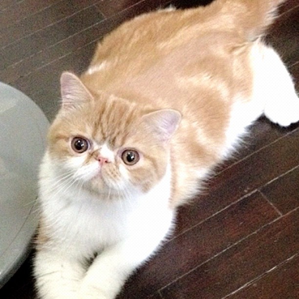  วันสบาย ๆ ของ ออย ธนา กับแก๊งแมวเหมียว น่ารักอ่ะ!