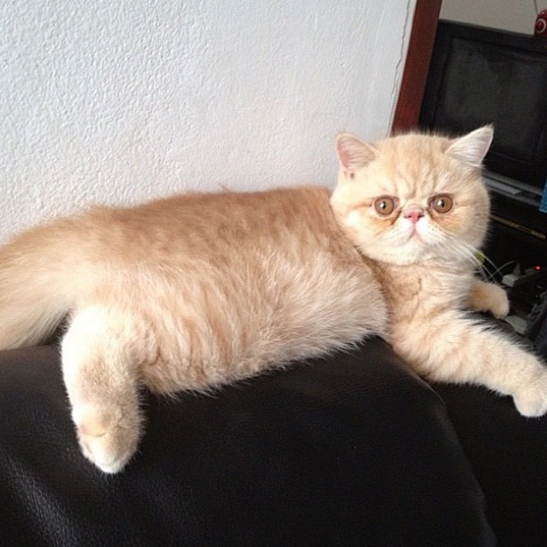  วันสบาย ๆ ของ ออย ธนา กับแก๊งแมวเหมียว น่ารักอ่ะ!