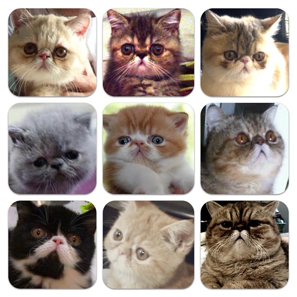  วันสบาย ๆ ของ ออย ธนา กับแก๊งแมวเหมียว น่ารักอ่ะ!