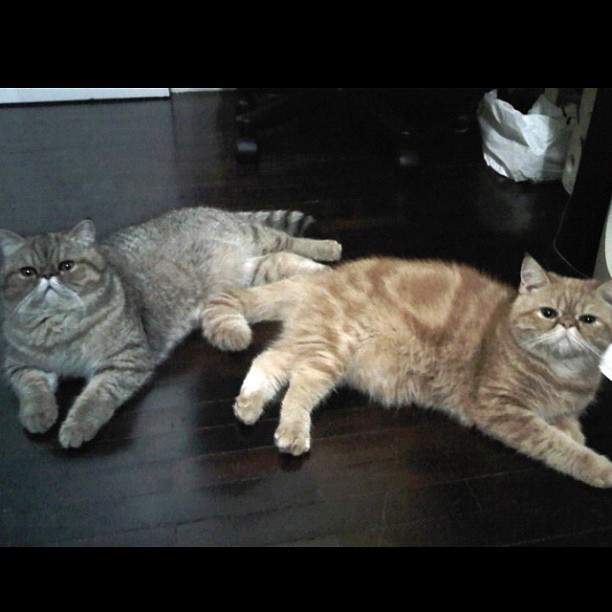  วันสบาย ๆ ของ ออย ธนา กับแก๊งแมวเหมียว น่ารักอ่ะ!