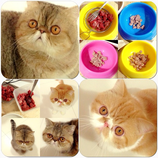  วันสบาย ๆ ของ ออย ธนา กับแก๊งแมวเหมียว น่ารักอ่ะ!