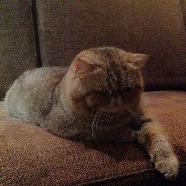  วันสบาย ๆ ของ ออย ธนา กับแก๊งแมวเหมียว น่ารักอ่ะ!