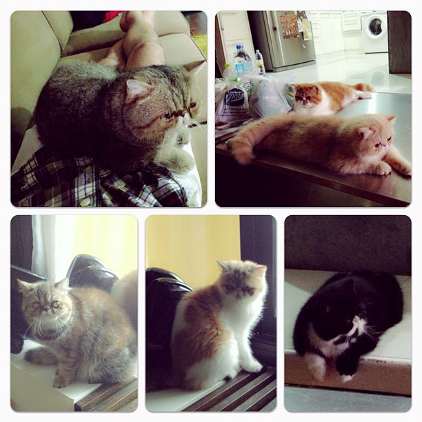  วันสบาย ๆ ของ ออย ธนา กับแก๊งแมวเหมียว น่ารักอ่ะ!