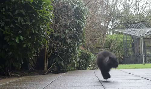 Caffrey the amazing two legged cat  