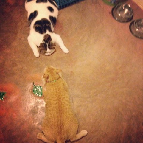 แมวอโศก สีส้มตัวกลมแห่ง BTS อโศก ได้บ้านใหม่แล้วนะ อบอุ่นสุด ๆ