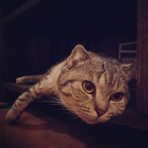 เสือสมิง 