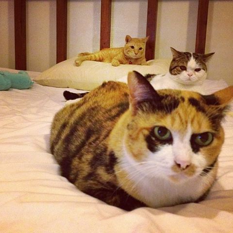 แมวอโศก สีส้มตัวกลมแห่ง BTS อโศก ได้บ้านใหม่แล้วนะ อบอุ่นสุด ๆ