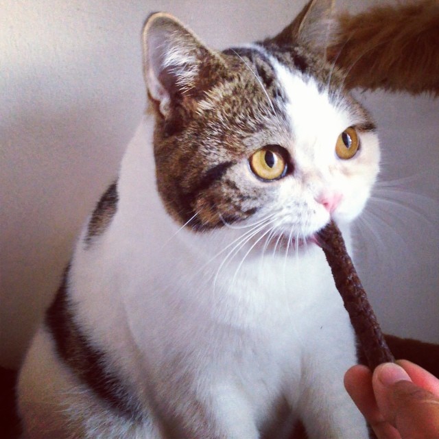 เสือโคร่ง