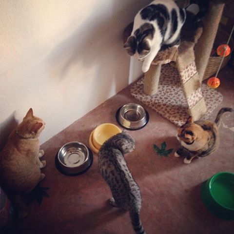 แมวอโศก สีส้มตัวกลมแห่ง BTS อโศก ได้บ้านใหม่แล้วนะ อบอุ่นสุด ๆ