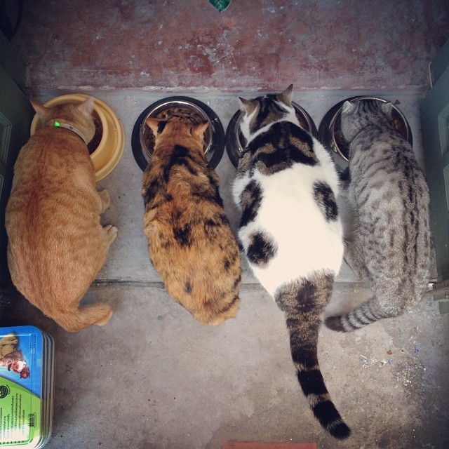 แมวอโศก สีส้มตัวกลมแห่ง BTS อโศก ได้บ้านใหม่แล้วนะ อบอุ่นสุด ๆ