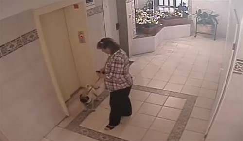 คลิปเจ้าตูบรอดหลังถูกลิฟต์ดึง เพราะไม่ยอมเข้าลิฟต์พร้อมเจ้าของ