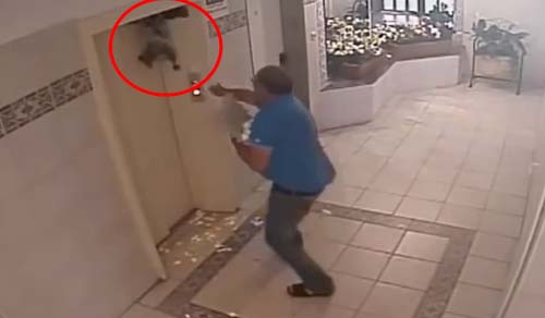 คลิปเจ้าตูบรอดหลังถูกลิฟต์ดึง เพราะไม่ยอมเข้าลิฟต์พร้อมเจ้าของ