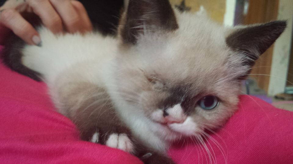 เซอร์ สตัฟฟิงตัน