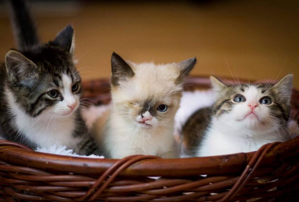 เซอร์ สตัฟฟิงตัน