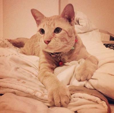 แมวอโศก สีส้มตัวกลมแห่ง BTS อโศก ได้บ้านใหม่แล้วนะ อบอุ่นสุด ๆ