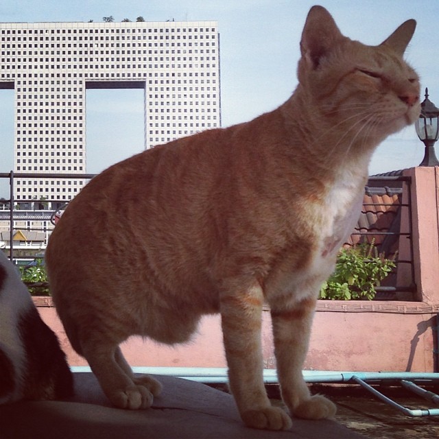 แมวอโศก สีส้มตัวกลมแห่ง BTS อโศก ได้บ้านใหม่แล้วนะ อบอุ่นสุด ๆ