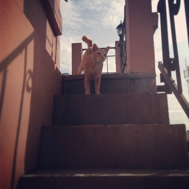 แมวอโศก สีส้มตัวกลมแห่ง BTS อโศก ได้บ้านใหม่แล้วนะ อบอุ่นสุด ๆ