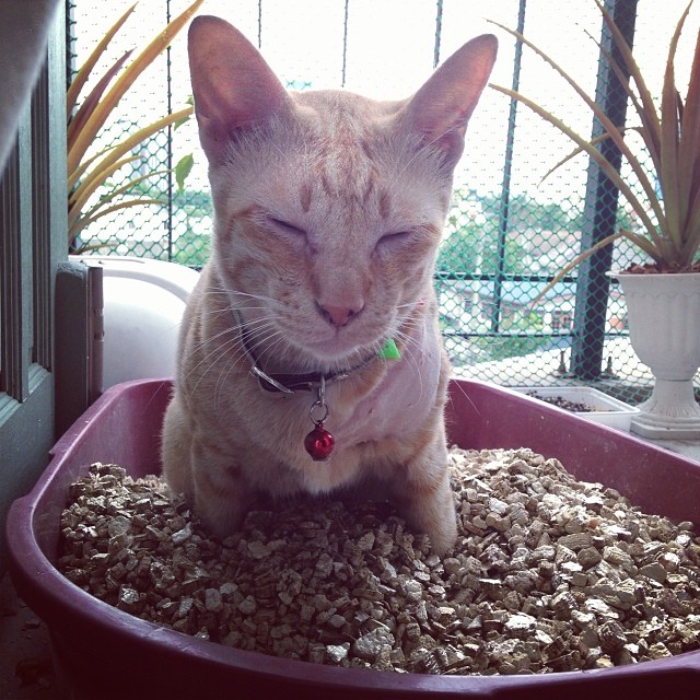 แมวอโศก สีส้มตัวกลมแห่ง BTS อโศก ได้บ้านใหม่แล้วนะ อบอุ่นสุด ๆ