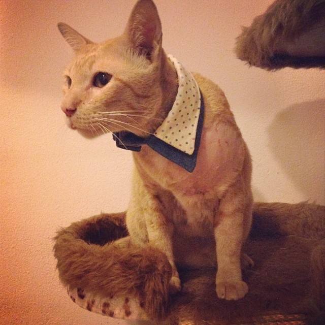 แมวอโศก สีส้มตัวกลมแห่ง BTS อโศก ได้บ้านใหม่แล้วนะ อบอุ่นสุด ๆ