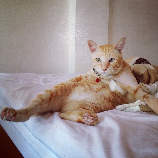 แมวอโศก สีส้มตัวกลมแห่ง BTS อโศก ได้บ้านใหม่แล้วนะ อบอุ่นสุด ๆ