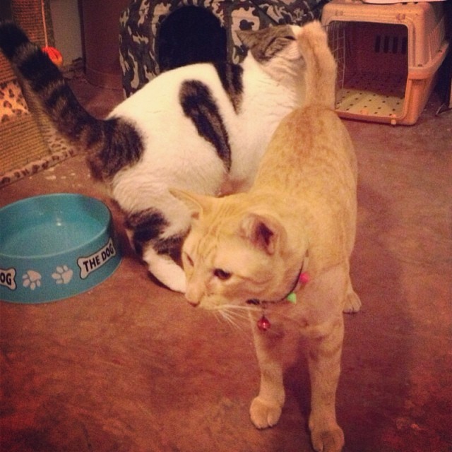 แมวอโศก สีส้มตัวกลมแห่ง BTS อโศก ได้บ้านใหม่แล้วนะ อบอุ่นสุด ๆ