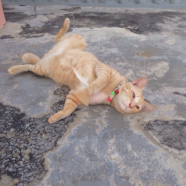 แมวอโศก สีส้มตัวกลมแห่ง BTS อโศก ได้บ้านใหม่แล้วนะ อบอุ่นสุด ๆ