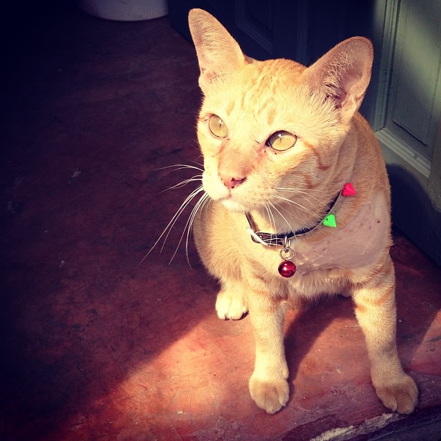 แมวอโศก สีส้มตัวกลมแห่ง BTS อโศก ได้บ้านใหม่แล้วนะ อบอุ่นสุด ๆ