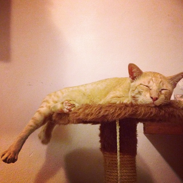 แมวอโศก สีส้มตัวกลมแห่ง BTS อโศก ได้บ้านใหม่แล้วนะ อบอุ่นสุด ๆ