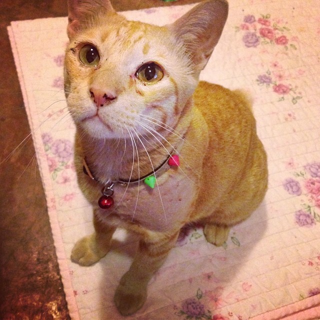 แมวอโศก สีส้มตัวกลมแห่ง BTS อโศก ได้บ้านใหม่แล้วนะ อบอุ่นสุด ๆ