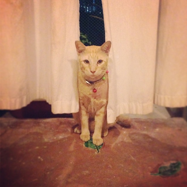 แมวอโศก สีส้มตัวกลมแห่ง BTS อโศก ได้บ้านใหม่แล้วนะ อบอุ่นสุด ๆ