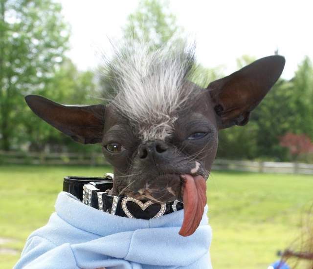 เอลวูด อดีตเจ้าของตำแหน่งสุนัขที่น่าเกลียดที่สุดในโลกปี 2007