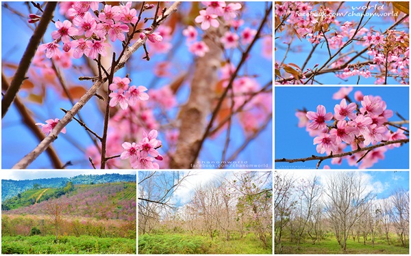 เขาค้อ-ภูทับเบิก