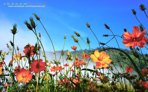 เขาค้อ-ภูทับเบิก