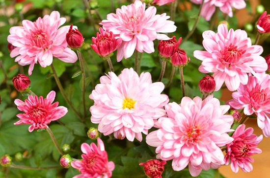 เบญจมาศ 