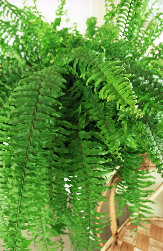 เฟิร์นบอสตัน