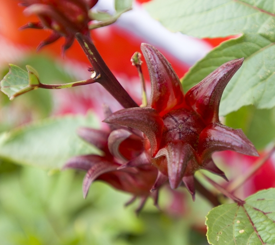 กระเจี๊ยบแดง 