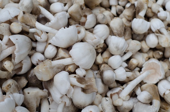  เห็ดฟาง 