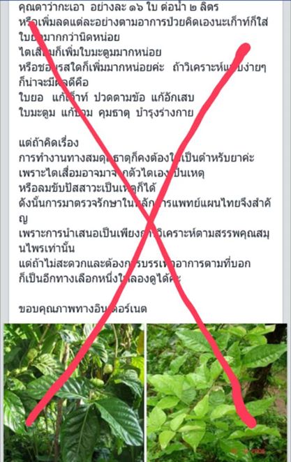 น้ำต้มใบยอรักษาโรคไต จริงหรือหลอก ต้องรู้ทัน 